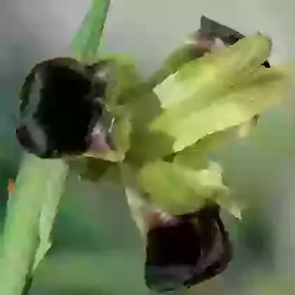 Tuberosa